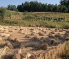 Festa del grano di Suvero @ Antico grano bianco delle valli di Suvero (La Spezia)