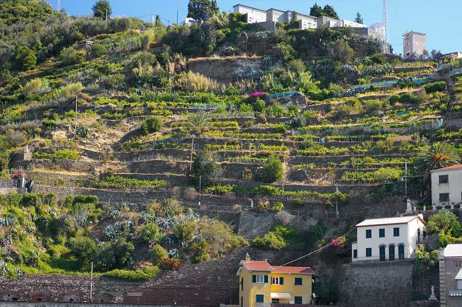 Terrazzamenti @ Landscaping Vernazza (La Spezia)