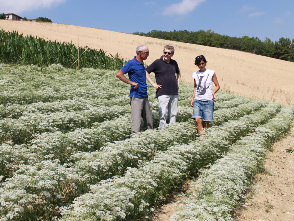 Coltivazione di anice verde @ Ass. Produttori Anice Verde di Castignano