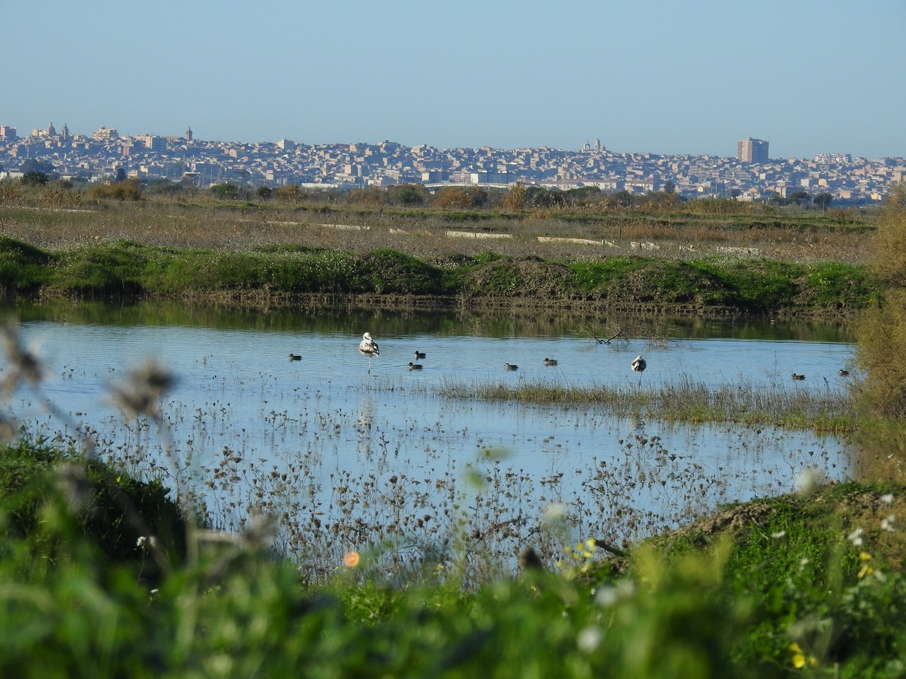 Le cicogne bianche, messaggere di resilienza @ Geloi Wetland - Ass. Centro Territorio, Sviluppo e Ambiente e Uni Catania