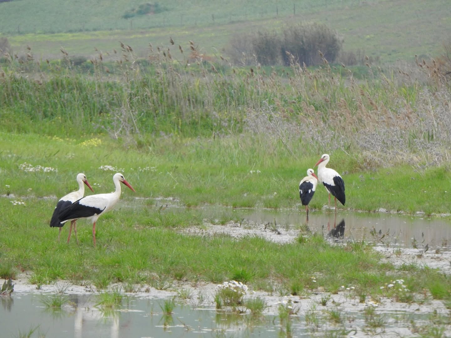 La Cicogna Bio: agroecologia e grani antichi per una nuova economia @ Geloi Wetland - Ass. Centro Territorio, Sviluppo e Ambiente e Uni Catania
