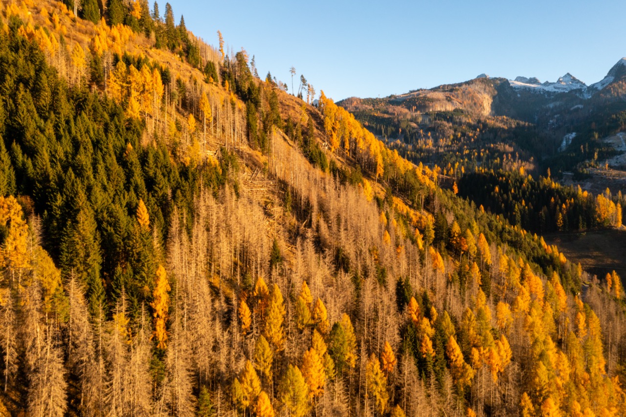 20.000 ettari certificati: le foreste di Fiemme tra abeti e pascoli d'alta quota @ La Magnifica Comunità di Fiemme