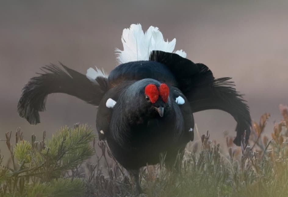 Il gallo forcello come indicatore: biodiversità in ripresa @ La Magnifica Comunità di Fiemme