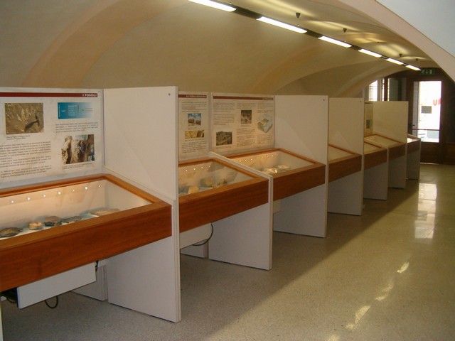 Ampie collezioni di fossili @ Museo Paleontologico Giulio Maini