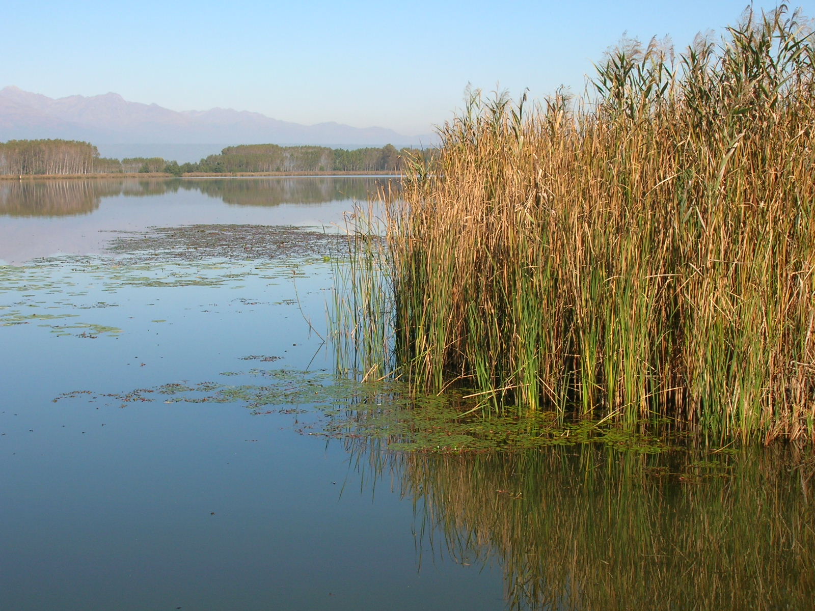 Il canneto @ Lago di Candia