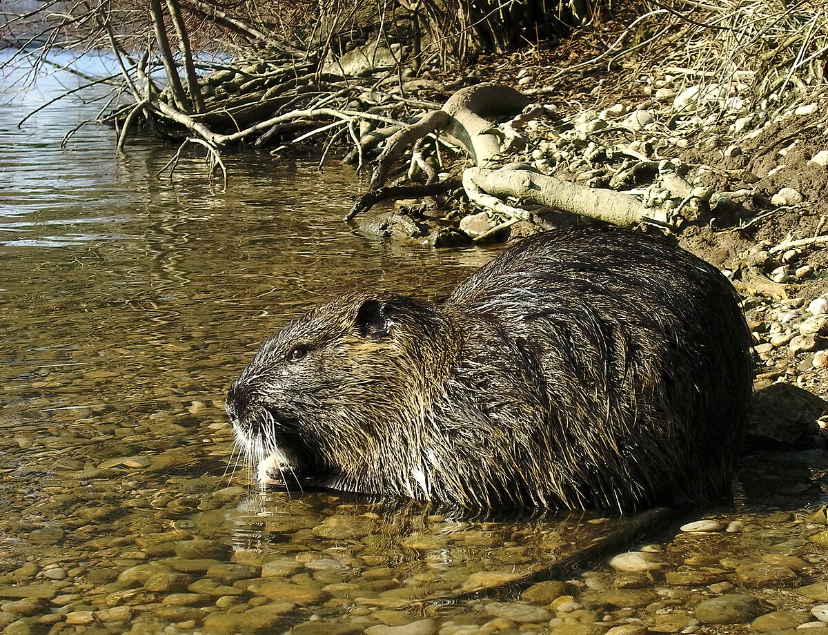 Pesci in Pericolo: L’Invasione di Nutrie e Gamberi @ Lago di Candia