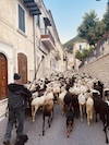 Rete laziale dei tratturi della transumanza