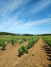 Paesaggi vitivinicoli del Carignano del Sulcis